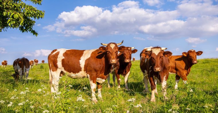 Illustration de l'article Dermatose nodulaire contagieuse (DNC) : « On est plus proches de la fin que du début »