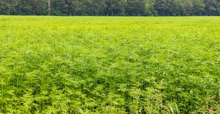 chanvre en bâtiment, entreprise Saint-Astier