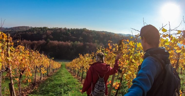 Illustration de l'article L&rsquo;œnotourisme au menu de la filière vin