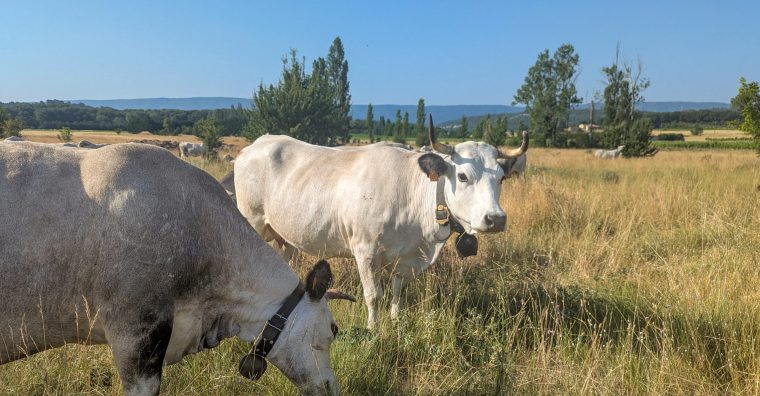 Illustration de l'article Dermatose nodulaire contagieuse : zone réglementée levée dans 241 communes