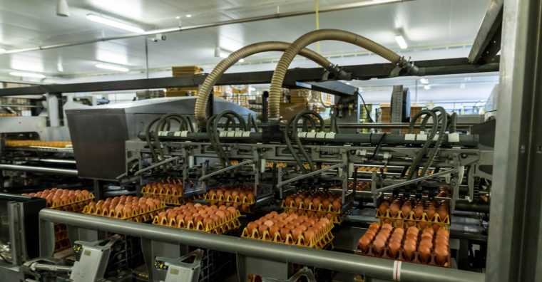 Illustration de l'article Damazan – Une nouvelle casserie pour l’Œuf gascon