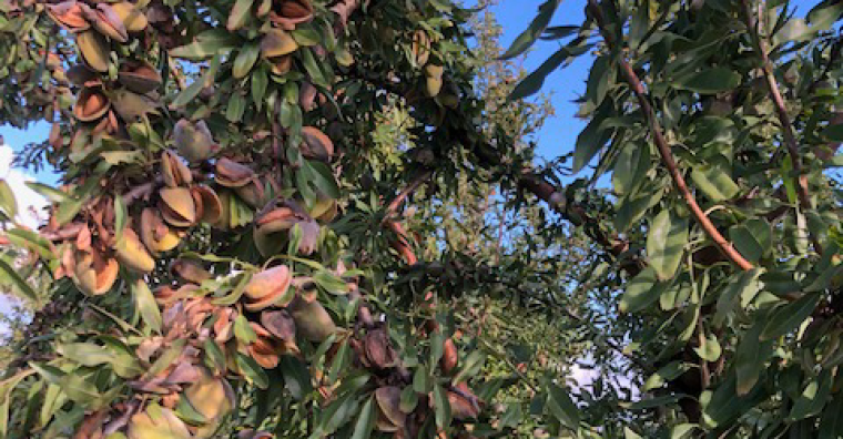 Illustration de l'article Vergers d’Escoute : une filière à l’amande