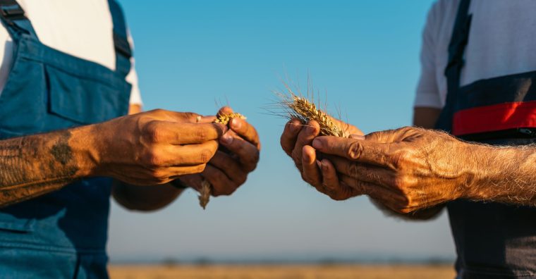 Illustration de l'article Agriculture : la Région Occitanie renouvelle son dispositif d’aide à l’installation