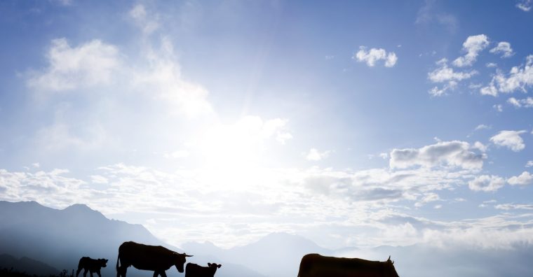Illustration de l'article Élevage : fin de la zone réglementée pour l’ensemble des Hautes-Pyrénées