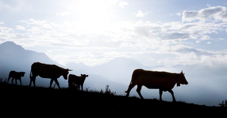 Illustration de l'article Élevage : fin de la zone réglementée pour l’ensemble des Hautes-Pyrénées