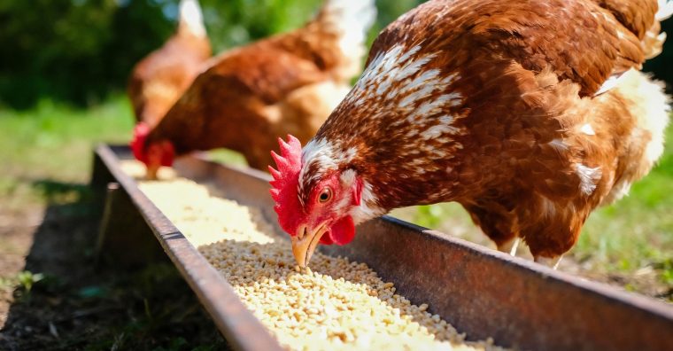 Illustration de l'article Aviwell lève 11 M€ pour développer sa plateforme IA au service de l’alimentation animale