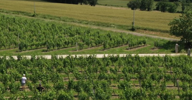 les Domaines de Pouypardin et du Grand Chemin ,offre œnotouristique