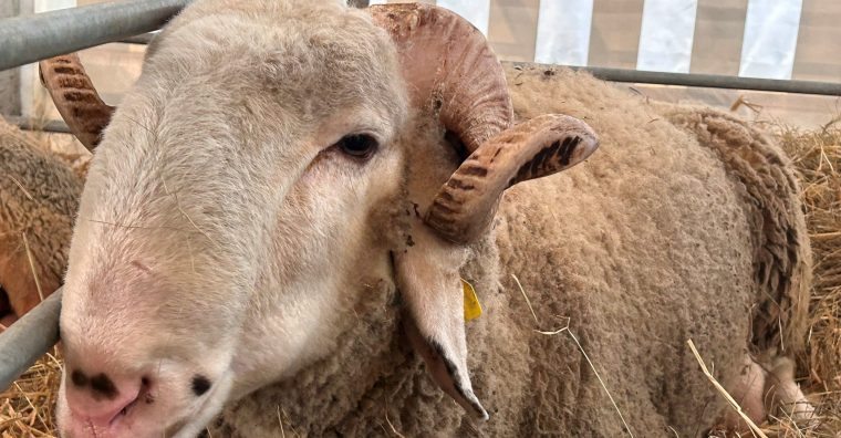 Illustration de l'article Le Salon régional de l’agriculture s’adapte au contexte