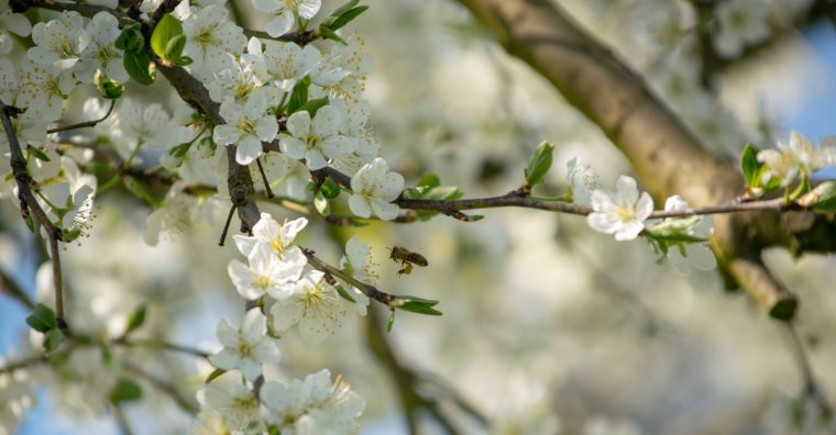 Illustration de l'article Agriculture – Le renouveau du pruneau