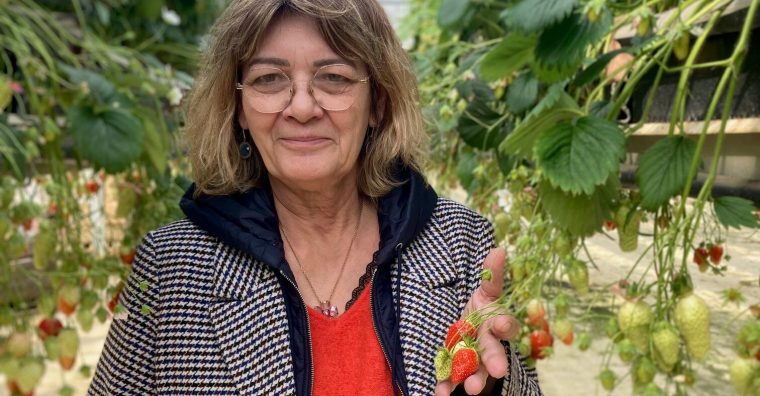 Illustration de l'article Fraises du Lot-et-Garonne : une filière sur le fil