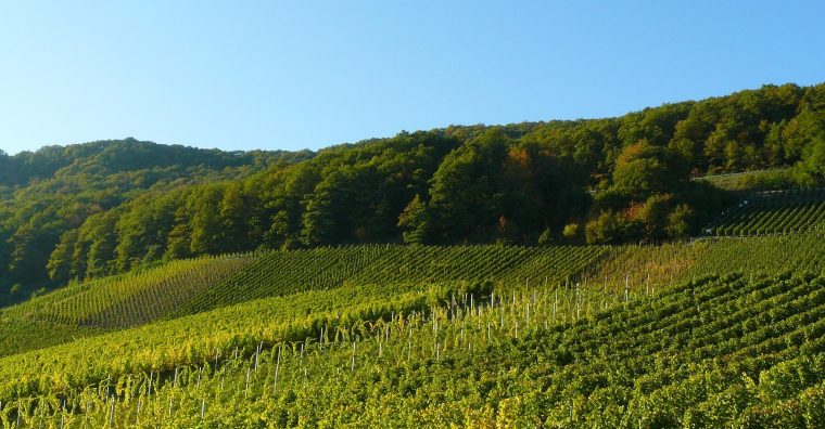 Illustration de l'article Terre de Vignerons intègre les Vignerons du Brulhois