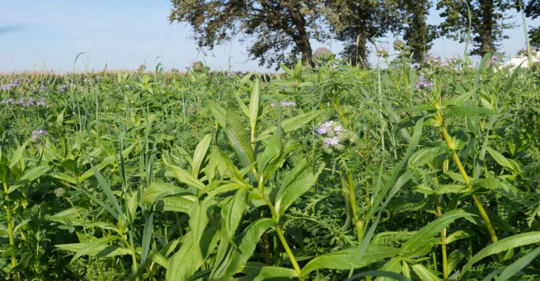 Illustration de l'article Euralis encourage l’agriculture régénératrice aux côtés de Tate & Lyle