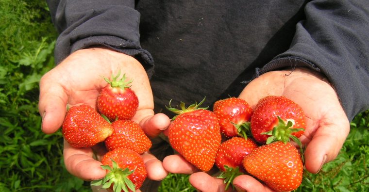 Illustration de l'article Fraises du Périgord : l’enjeu de la reprise