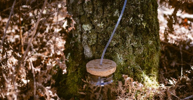 Illustration de l'article Sève de bouleau : Bessève, de la forêt à la bouteille