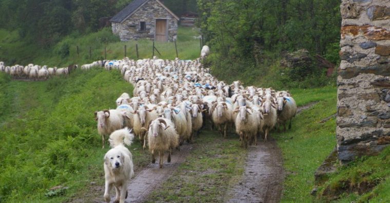 Illustration de l'article Pastoralisme : le Parc national des Pyrénées en première ligne