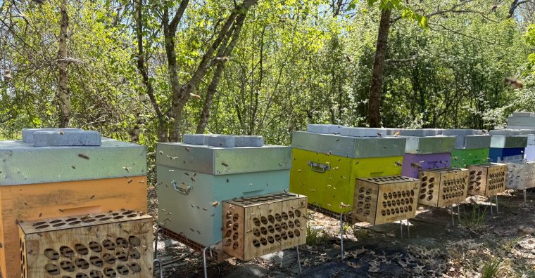 Illustration de l'article Un nouveau dispositif de lutte contre le frelon asiatique