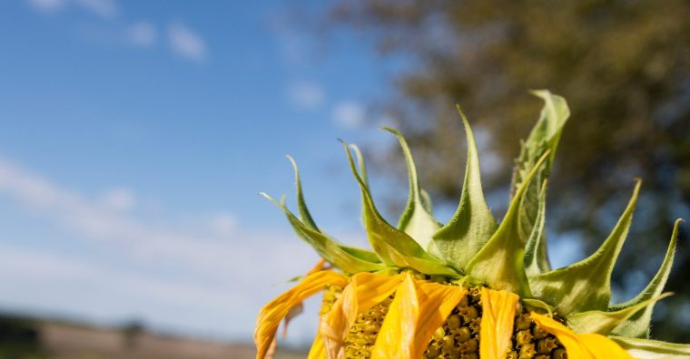 Illustration de l'article Agriculture – Les rencontres bios du printemps par Agrobio 47