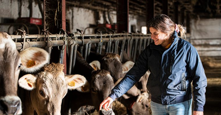 Illustration de l'article Les Fermiers basco-béarnais s’agrandissent et recrutent