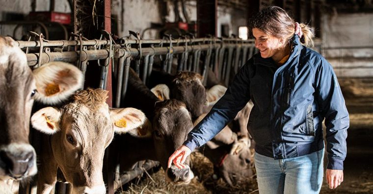 Illustration de l'article Les Fermiers basco-béarnais s’agrandissent et recrutent