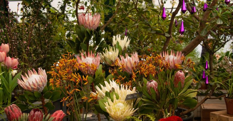 Illustration de l'article 5e édition des Printanières : raretés végétales à la fête