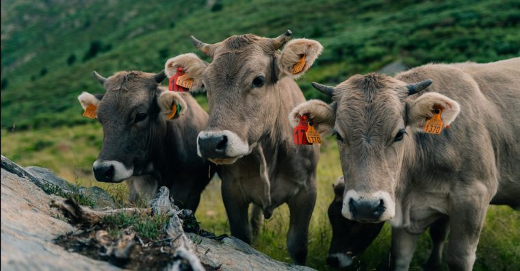 Illustration de l'article Dermatose nodulaire contagieuse : une facture de 3,20 M€ pour l’État