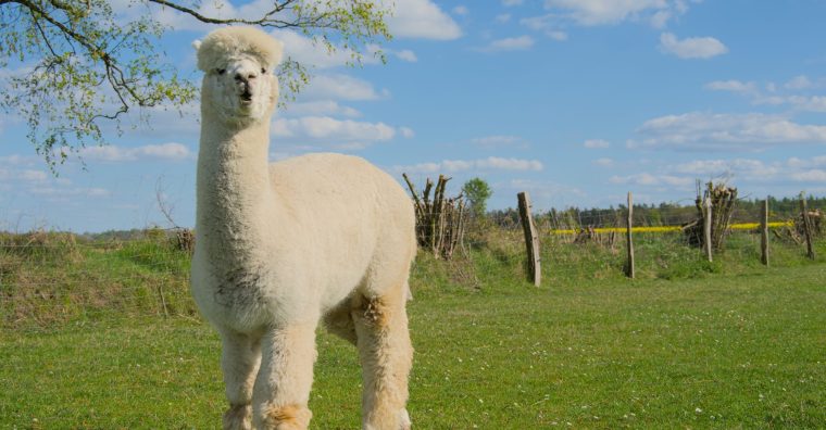 Illustration de l'article Bienvenue dans la campagne périgourdine avec le Printemps à la ferme