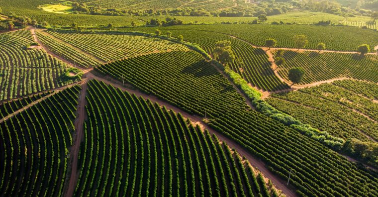 Illustration de l'article Airbus s’associe au néerlandais JDE Peet’s pour cartographier les plantations de café