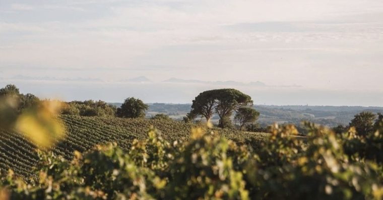 Illustration de l'article Réchauffement climatique : les châteaux Montus et Bouscassé préparent l’avenir