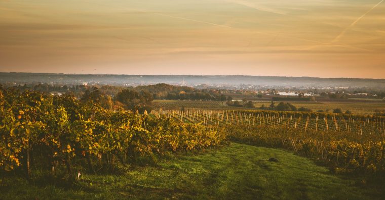 Illustration de l'article Météo : une vigne déjà très précoce