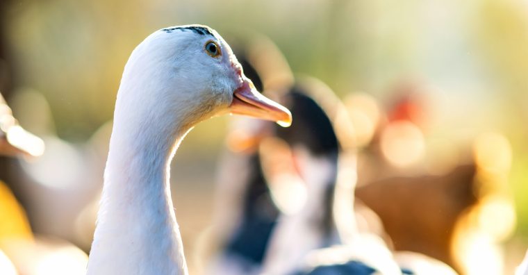 Illustration de l'article Grippe aviaire. Risque modéré en France, détection d&rsquo;un foyer local