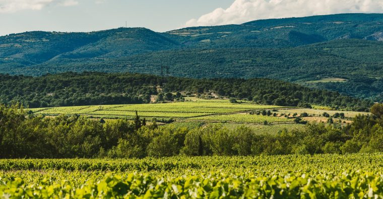 Illustration de l'article L’AOP Minervois fait escale à Toulouse