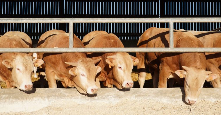 Illustration de l'article Aïcirits-Camou-Suhast – Lur Berri relocalise sa filière bovine