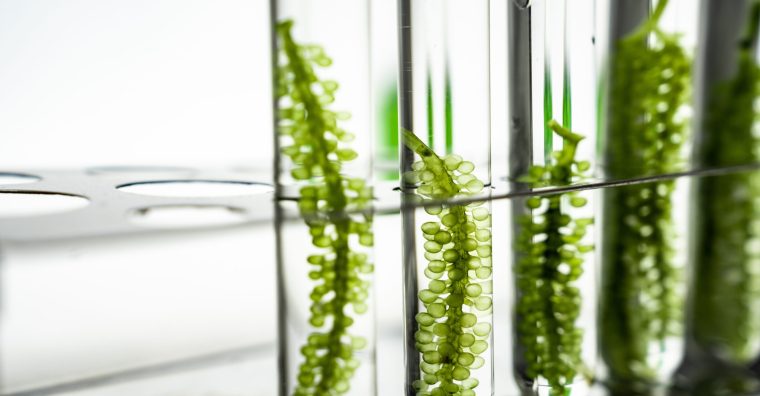 licence professionnelle AQUA3MER,formation innovante en biotechnologies aquatiques