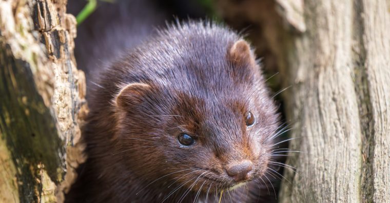 Illustration de l'article La réserve zoologique de Calviac chouchoute les visons
