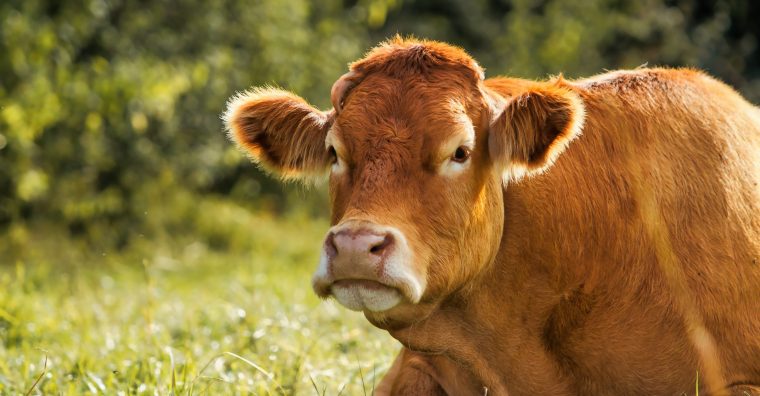 Illustration de l'article L’abattoir de Thiviers modernisé