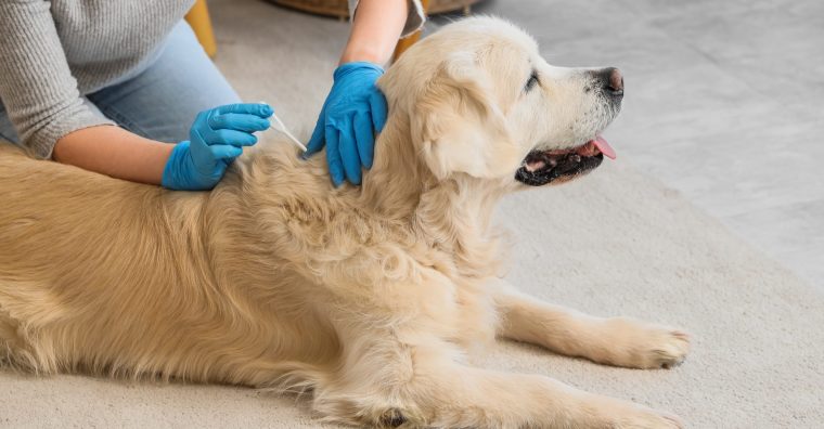 Illustration de l'article Santé animale : Boehringer Ingelheim va investir 160 millions d’euros sur son site toulousain
