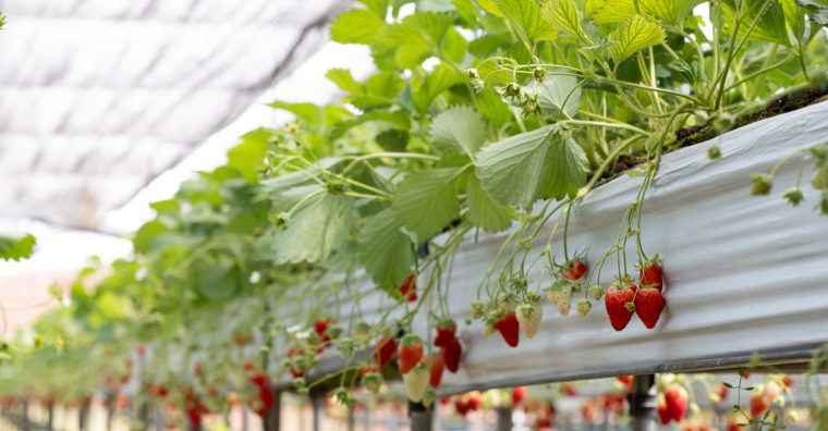 Illustration de l'article Agriculture – Invenio en AG