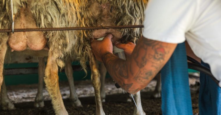 Illustration de l'article Pastoralisme : entre tradition et modernité