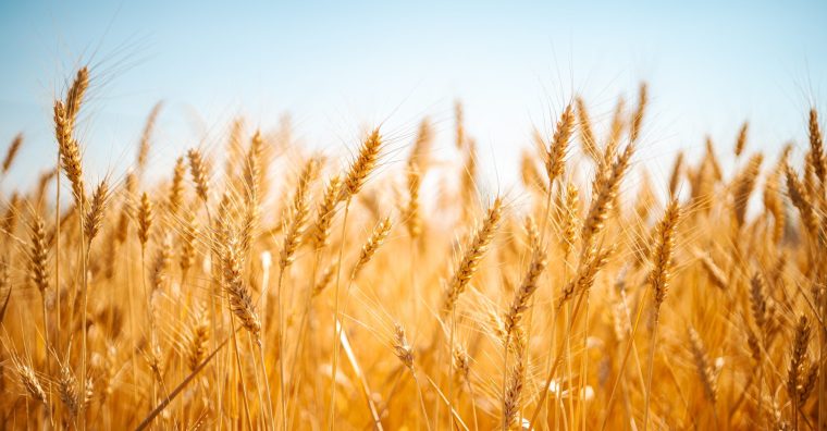Illustration de l'article Occitanie : une feuille de route pour la souveraineté alimentaire