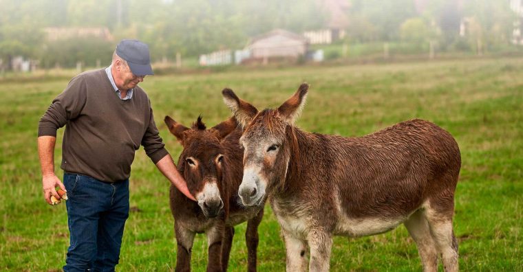 Illustration de l'article Incendies en Gironde et dans les Landes : l’OABA mobilise un plan d’urgence pour accueillir les animaux évacués