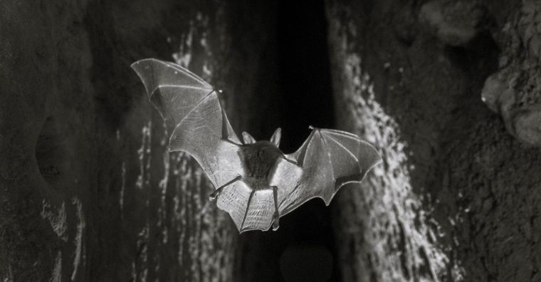 Lac d’Estaing, chauves-souris
