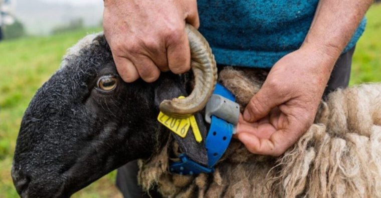 Illustration de l'article M2i réunit 1,2 million d’euros pour industrialiser ses colliers anti-loups