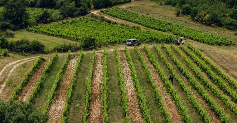 Illustration de l'article Vins en Dordogne : « les rendements ne seront pas pléthoriques »