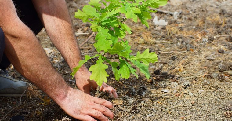 Illustration de l'article Groupama d’Oc se mobilise pour la plantation d’arbres