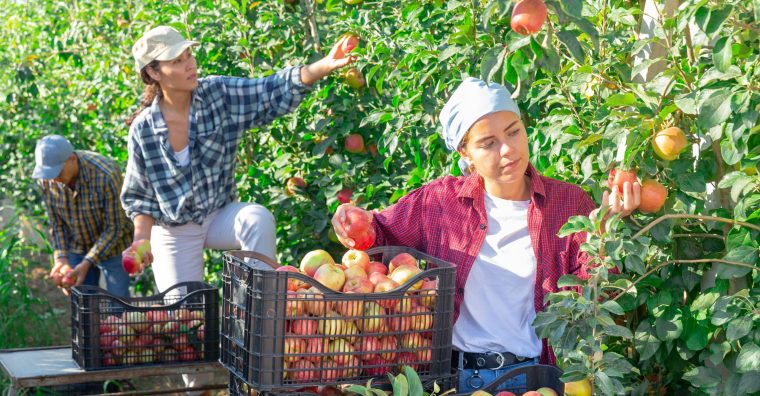 Illustration de l'article Cueillette des pommes : les producteurs périgourdins recrutent
