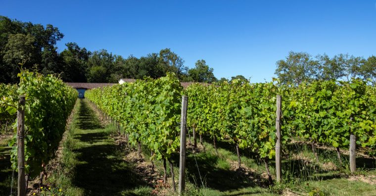 Illustration de l'article Viticulture : le vin perse poursuit sa renaissance en France